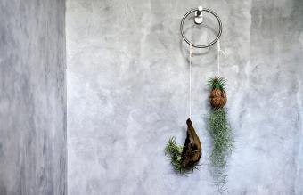 Air plants hanging on a concrete wall