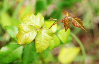 Poison Ivy new growth