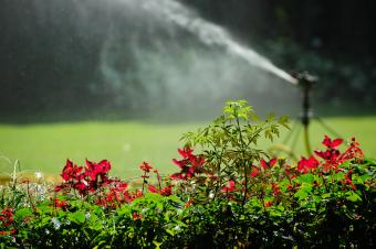 Sprinkler in a yard