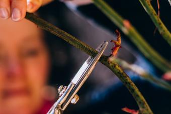 Woman trimming rose branch