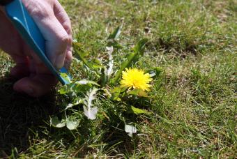 Picking a dandelion from the lawn