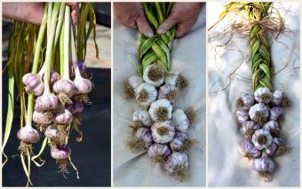 Garlic from harvest to braid