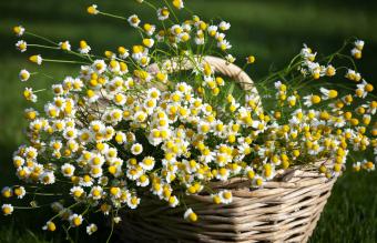 Bunch of chamomile on basket