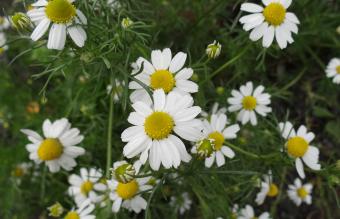 Chamomile Tincture – HerbEra