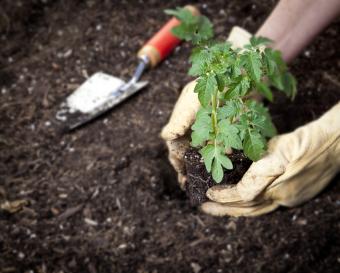 Planting tomato transplant in garden