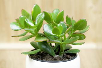 Jade plant, lucky plant, money plant or money tree