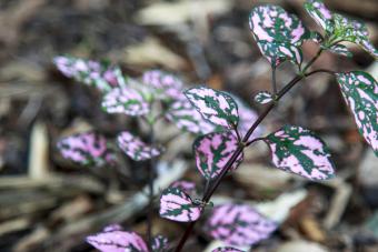 Hypoestes Sanguinolenta Pink Polka Dot Leaves