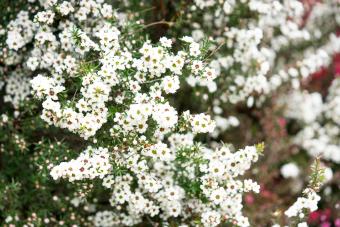 A flowering Manuka Leptospermum scoparium tree