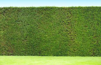 hedge in an English garden