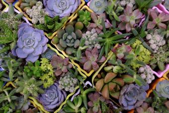 Drought tolerant plant Australia