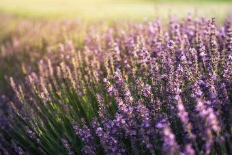 https://cf.ltkcdn.net/garden/images/slide/270424-850x566-drought-tolerant-plants-australian-garden-lavender.jpg