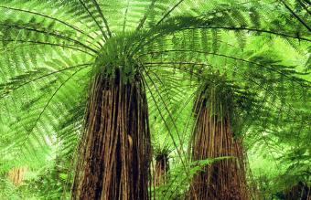 Soft Tree Fern