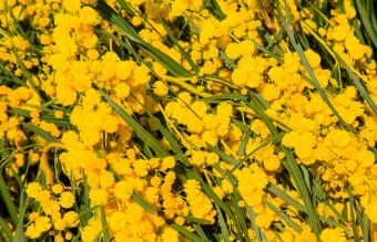 Varnish Wattle
