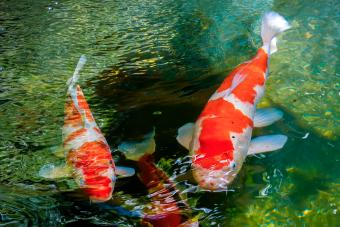 Koi fish swim in the lake