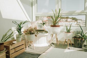 houseplants near the window at home