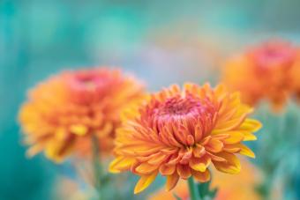 Orange Flowering Chrysanthemum