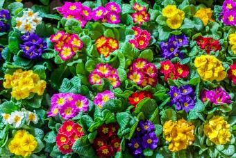 Colourful primeroses displayed on a market stall