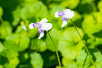 Australian Native Violets