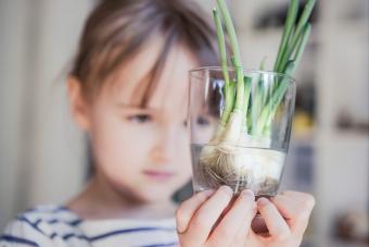 green onions regrowing shoots from leftover roots 