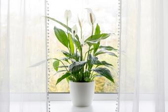 peace lilies growing in pot in home room