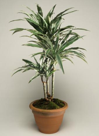 Dracaena Massangeana