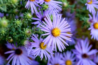 Hardy Blue Aster Flowers 