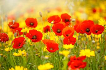 red poppy flowers 