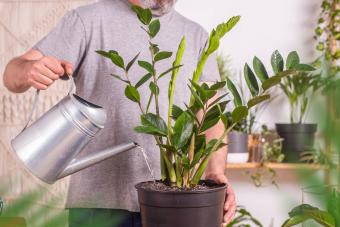 Man watering ZZ plant