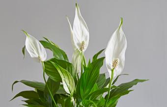 Peace Lily plant with several flowers