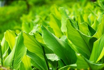 Turmeric Farm