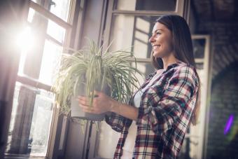 Young happy woman with spider plant by the window