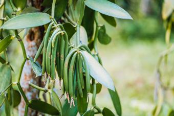 vanilla plant green pod