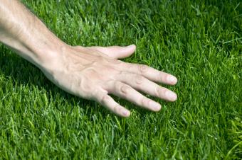 Hand hovering over fresh cut grass