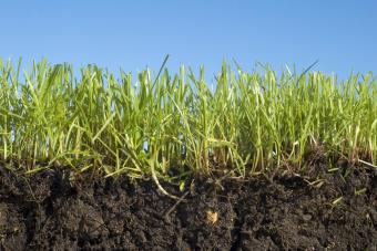 Sunlit grass growing in soil against sky