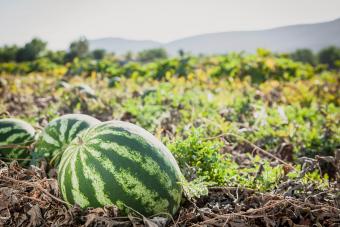 watermelon in field