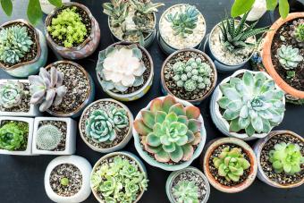 succulent plants