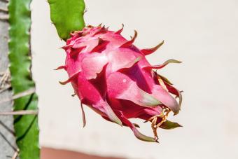 Dragon Fruit