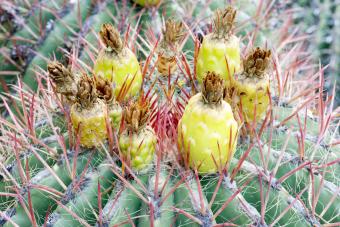 Ferocactus Wislizeni Cactus in Bloom