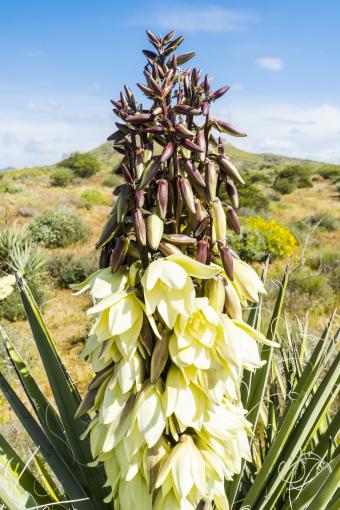 Banana yucca (Yucca baccata) blooming in the Arizona desert