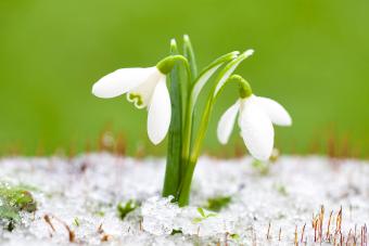 Snowdrops