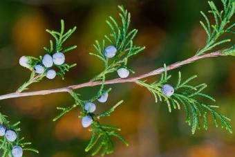 Eastern Redcedar with Juniper Berries