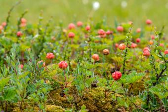 Red cloudberries growing in the moss