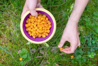 Female hand gathering cloudberries in a bowl