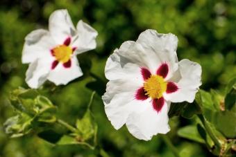 Snow Fire Rockrose