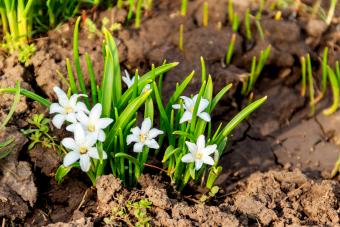 Alba Squill Flowers