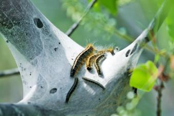 Nest of webworms