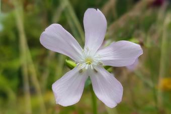 Soapwort; Saponaria caespitosa