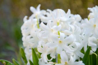 White hyacinth