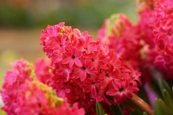 Red hyacinth flowers in the garden