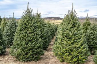 fraser fir tree farm